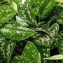 Scindapsus 'Trebie' close up blad